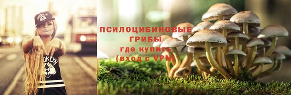 гашик Карпинск